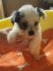 Yorkshire Terrier Puppies for sale in 124 Madden Road, Purvis, MS 39475, USA. price: $1,200