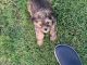 Yorkshire Terrier Puppies for sale in Edmond, OK, USA. price: $500