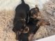 Yorkshire Terrier Puppies for sale in St. Petersburg, FL 33701, USA. price: $1,000