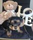 Yorkshire Terrier Puppies for sale in Lancaster, PA, USA. price: $2,600