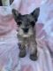 Yorkshire Terrier Puppies for sale in Middletown, DE, USA. price: $2,000