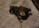 Yorkshire Terrier Puppies for sale in Louisville, KY, USA. price: $800