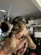 Yorkshire Terrier Puppies for sale in Pageland, SC 29728, USA. price: NA