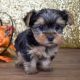 Yorkshire Terrier Puppies for sale in Oakland Ave, Piedmont, CA, USA. price: $750