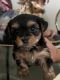 Yorkshire Terrier Puppies for sale in Scipio, IN 47273, USA. price: $1,000