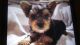 Yorkshire Terrier Puppies for sale in Gu-Win, AL 35563, USA. price: NA