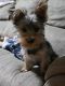 Yorkshire Terrier Puppies for sale in Brush Creek, TN 38547, USA. price: $1,700