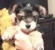 Yorkshire Terrier Puppies for sale in Indio, CA, USA. price: $1,200