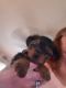 Yorkshire Terrier Puppies for sale in Loganville, GA 30052, USA. price: $1,500