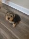 Yorkshire Terrier Puppies for sale in Perdido Key, FL 32507, USA. price: $4,500
