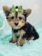 Yorkshire Terrier Puppies for sale in Los Altos, CA, USA. price: $1,000