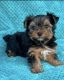 Yorkshire Terrier Puppies for sale in Sacramento, CA, USA. price: $2,800