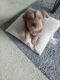 Yorkshire Terrier Puppies for sale in 45150 OH-131, Milford, OH 45150, USA. price: $900