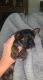 Yorkshire Terrier Puppies for sale in Pilot Point, TX 76258, USA. price: $600