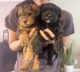 Yorkshire Terrier Puppies for sale in Mesa, AZ, USA. price: NA