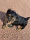 Yorkshire Terrier Puppies for sale in La Marque, TX, USA. price: $2,000