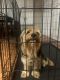 Yorkshire Terrier Puppies for sale in Camden, DE, USA. price: $650