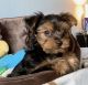 Yorkshire Terrier Puppies for sale in Detroit, MI, USA. price: $1,200