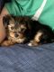 Yorkshire Terrier Puppies for sale in New Braunfels, TX, USA. price: $1,500