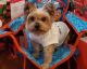 Yorkshire Terrier Puppies for sale in Fair Lawn, NJ 07410, USA. price: NA