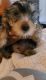 Yorkshire Terrier Puppies for sale in Chesapeake, VA, USA. price: $1,600