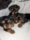 Yorkshire Terrier Puppies for sale in Moselle, MS 39459, USA. price: NA