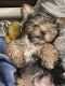 Yorkshire Terrier Puppies for sale in Orange, CA 92867, USA. price: $2,000