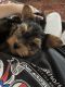 Yorkshire Terrier Puppies for sale in Calhoun, GA, USA. price: NA