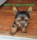 Yorkshire Terrier Puppies for sale in Gruetli-Laager, TN, USA. price: NA