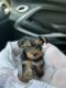 Yorkshire Terrier Puppies for sale in Anniston, AL 36201, USA. price: NA