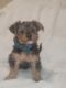 Yorkshire Terrier Puppies for sale in Redding, CA, USA. price: NA
