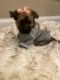 Yorkshire Terrier Puppies for sale in Southampton Township, NJ 08088, USA. price: $2,400