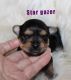 Yorkshire Terrier Puppies for sale in Leesville, LA 71446, USA. price: $600