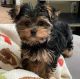 Yorkshire Terrier Puppies for sale in Melbourne, FL, USA. price: $830