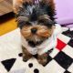 Yorkshire Terrier Puppies for sale in Belmont, NC 28012, USA. price: $800