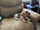 Yorkshire Terrier Puppies for sale in Clarion, PA 16214, USA. price: $350