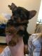 Yorkshire Terrier Puppies for sale in Nyack, NY 10960, USA. price: NA