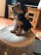 Yorkshire Terrier Puppies for sale in Texas Rd, Marlboro, NJ, USA. price: NA