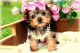 Yorkshire Terrier Puppies for sale in Memphis, TN, USA. price: $750