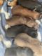 Yorkshire Terrier Puppies for sale in Brooksville, FL 34601, USA. price: $700