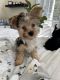 Yorkshire Terrier Puppies for sale in Clayton, NC 27527, USA. price: $1,000