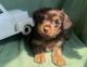 Yorkshire Terrier Puppies for sale in Taunton, MA 02780, USA. price: NA