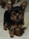 Yorkshire Terrier Puppies for sale in Ocala, FL, USA. price: $1,500