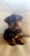Yorkshire Terrier Puppies for sale in Madera, CA, USA. price: $1,400