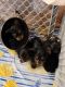 Yorkshire Terrier Puppies for sale in Eddyville, KY, USA. price: NA