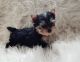 Yorkshire Terrier Puppies for sale in Memphis, TN, USA. price: $600