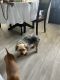 Yorkshire Terrier Puppies for sale in Detroit, MI, USA. price: $550