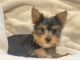 Yorkshire Terrier Puppies for sale in Braselton, GA, USA. price: NA