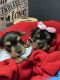 Yorkshire Terrier Puppies for sale in Naples, FL, USA. price: $1,900