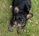 Yorkshire Terrier Puppies for sale in Austin, PA 16720, USA. price: $950